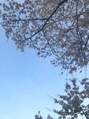 青空と桜