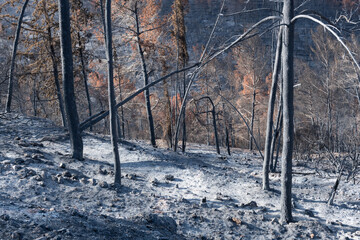 Charred, blackened trees and white ash line the forest floor following the Jerusalem Hills wildfire of August, 2021, which consumed 6,200 acres near the Israeli capital.