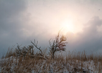 Bare dead tree and high grass covered with snow at early spring Czech landscape at sunset