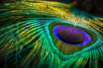 peacock feather close up, Peacock feather, Peafowl feather, Bird feather, feather background. © Sunanda Malam