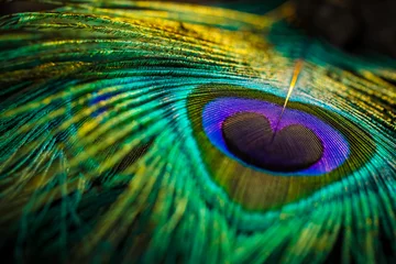 Rolgordijnen peacock feather close up, Peacock feather, Peafowl feather, Bird feather, feather background. © Sunanda Malam