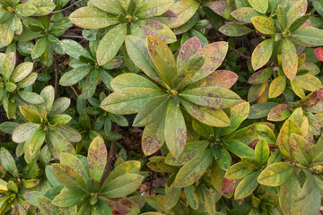 緑色とオレンジ色の植物のテクスチャ