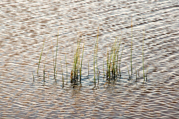 grass in the water