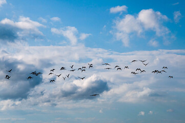 birds in the sky