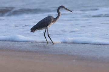 Egret on the beach. Western reef heron. Western reef egret. Seabird.