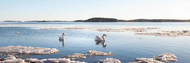 Swans on the shore of the Baltic Sea during early spring.