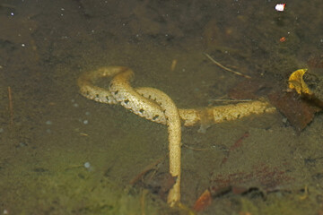 Albino-Ringelnatter