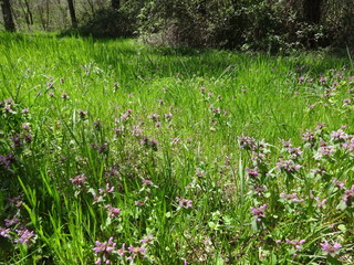 Green Field with Violet Flowers