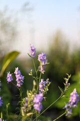 Purple flowers in the field