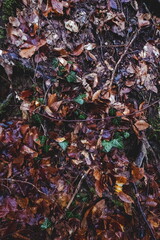 Autumn Background of leaves on the ground. Outdoor Autumn Photo