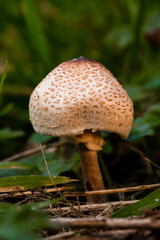 Toadstool catching the sun