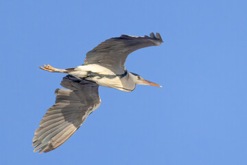 Grey heron