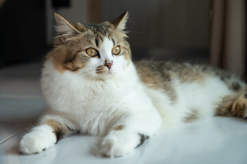 Portrait of young crossbreed Persian cat. A mixed breed cat is a cross between cats of two different breeds or a purebred cat and a domestic cat.