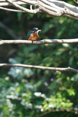 kingfisher on a branch