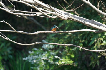 kingfisher on a branch