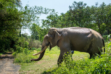 Naklejka na ściany i meble Asian elephant in forest at Chiang Mai province in Thailand.