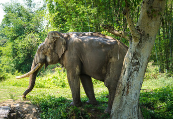 Fototapeta premium Asian elephant in forest at Chiang Mai province in Thailand.
