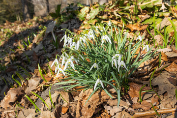 First spring flowers - white snowdrops on the sunny meadow. Beauty spring forest.