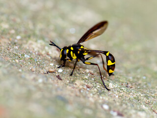  Tiger Bright vibrant yellow bee-horned insect gliding on ground