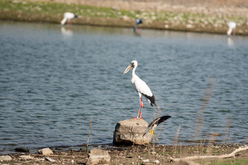 Asian openbill stork or Anastomus oscitans bird portrait perched on big rock near water body at ranthambore national park forest reserve rajasthan india