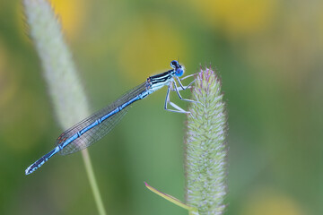 White-legged damselfly