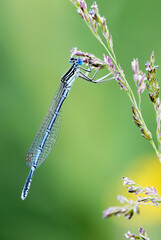 White-legged damselfly
