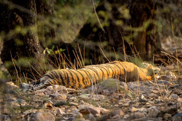 wild adult male bengal tiger or panthera tigris solitary animal back profile sleeping during wildlife safari at ranthambore national park tiger reserve rajasthan india asia