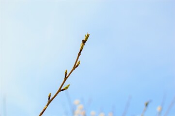 希望の春 芽吹きの抽象