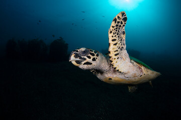 Obraz na płótnie Canvas Hawksbill Turtle - Eretmochelys imbricata swims along reefs of Tulamben, Bali, Indonesia.