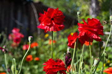 beautiful poppies blooming on a flowerbed