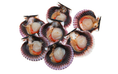 scallop shell isolated