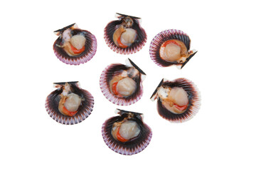scallop shell isolated