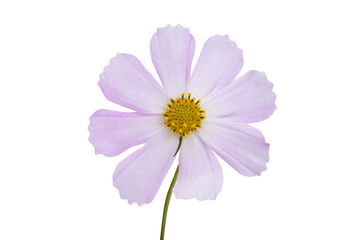 Fototapeta premium cosmea flower isolated