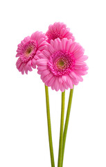 gerbera flower isolated