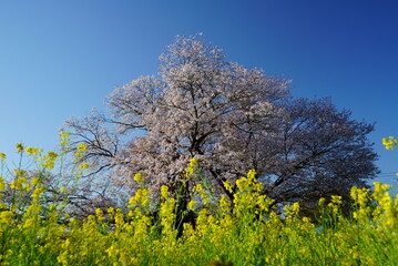 Fototapeta premium The cherry blossoms have fully bloomed