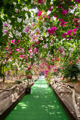 色鮮やかなブーゲンビリア