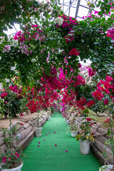 色鮮やかなブーゲンビリア