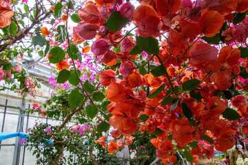 色鮮やかなブーゲンビリア