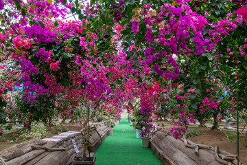 色鮮やかなブーゲンビリア
