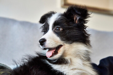 border collie puppy