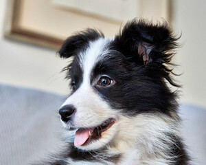 border collie puppy