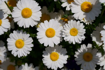 沢山のかわいい白い花・デイジー(Daisy)