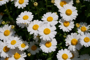 沢山のかわいい白い花・デイジー(Daisy)