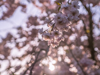 朝焼けに照らされる桜
