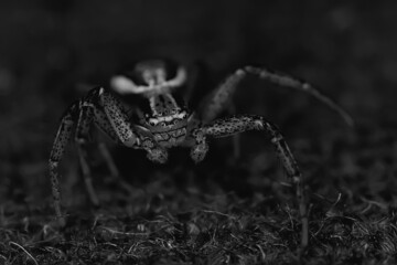 spider jumper macro, arachnophobia, beautiful jumping spider, poisonous spider