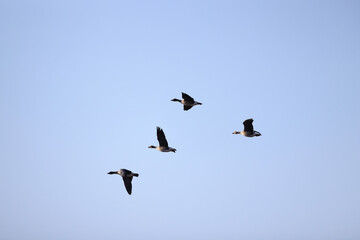 geese flock against the sky freedom wildlife birds