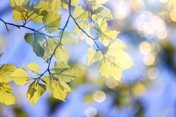 green leaves tree branches background summer abstract season summer nature young forest