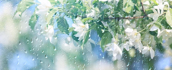 Fotobehang spring rain abstract flowers background © kichigin19