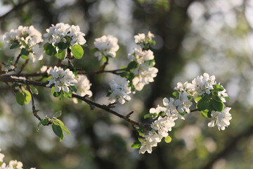 blooming apple orchard spring background branches trees flowers nature