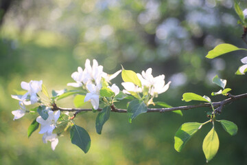 blooming apple orchard spring background branches trees flowers nature